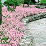 roze nocurak 5