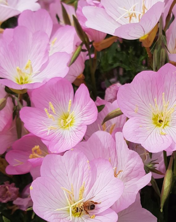 roze nocurak