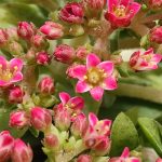 crassula exilis schmidtii 1