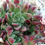 crassula exilis schmidtii