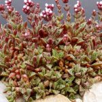 crassula exilis schmidtii 2
