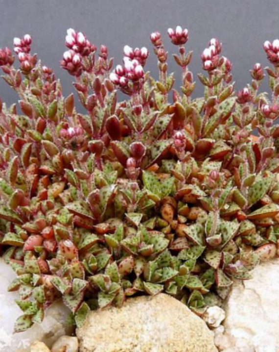 crassula exilis schmidtii 2