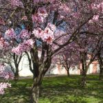 crvenolisna sljiva 2