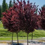 crvenolisna sljiva 5