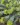 euphorbia myrsinites 1
