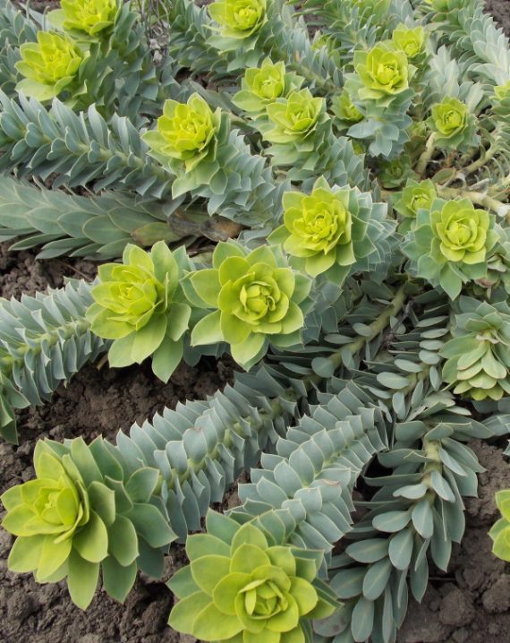 euphorbia myrsinites 1