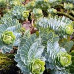 euphorbia myrsinites 2