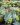 euphorbia myrsinites 2