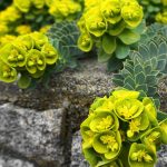 euphorbia myrsinites 4