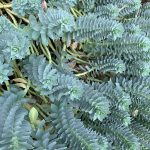 euphorbia myrsinites 5