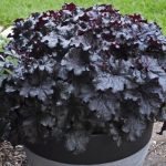 hojhera black taffeta