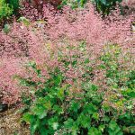 hojhera strawberry swirl