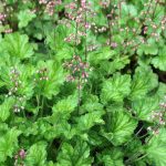 hojhera strawberry swirl 2