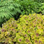 hojherela solar eclipse 1