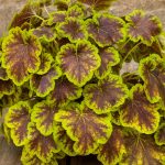 hojherela solar eclipse