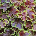 hojherela solar eclipse 2