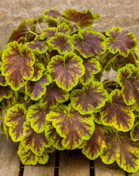 hojherela solar eclipse