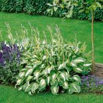 hosta mediovariegata 1