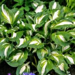 hosta mediovariegata