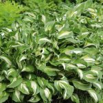 hosta mediovariegata 2