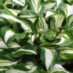 hosta mediovariegata 3