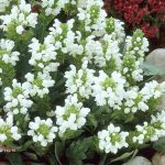 prunela grandiflora alba