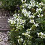 prunela grandiflora alba 2