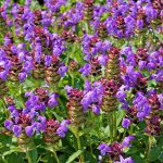 prunela grandiflora ljubicasta 1