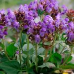 prunela grandiflora ljubicasta