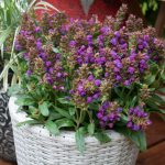 prunela grandiflora ljubicasta 2