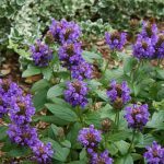 prunela grandiflora ljubicasta 3