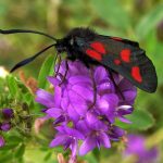 prunela grandiflora ljubicasta 4