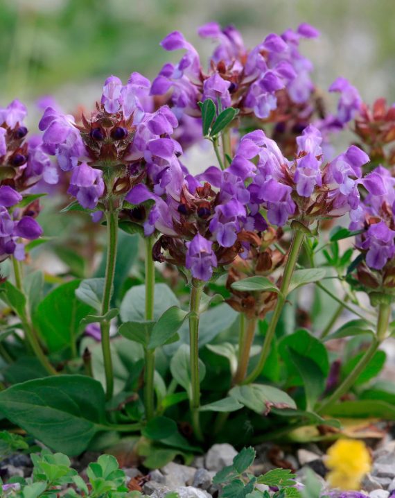 prunela grandiflora ljubicasta
