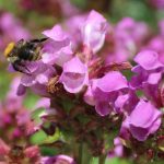 prunela grandiflora roze 1