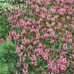 prunela grandiflora roze 2