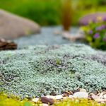 raoulia australis 1