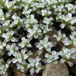 raoulia australis