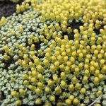 raoulia australis 2