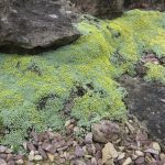 raoulia australis 3
