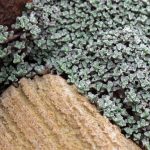 raoulia australis 4