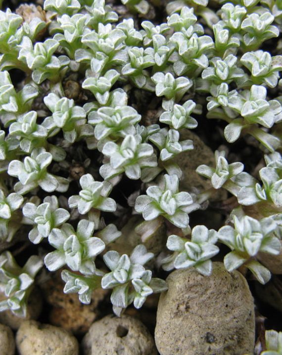 raoulia australis
