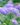 scabiosa butterfly blue 1