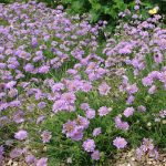 scabiosa butterfly blue
