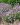 scabiosa butterfly blue