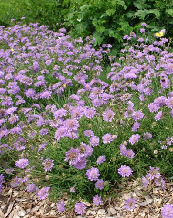 scabiosa butterfly blue
