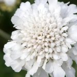scabiosa columbaria 1