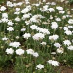 scabiosa columbaria