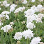 scabiosa columbaria 2