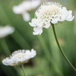 scabiosa columbaria 3 (1)