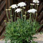scabiosa columbaria 3